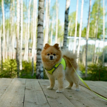 Дом с 3 спальнями, террасой, мангальной зоной, баней и купелью – до 8 человек — фото 11