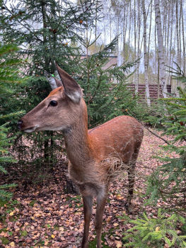 Приватный дом с 2 спальнями, беседкой, мангалом, баней и купелью – до 6 человек — фото 11