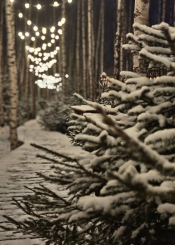 Приватный дом с 2 спальнями, беседкой, мангалом, баней и купелью – до 6 человек — фото 14