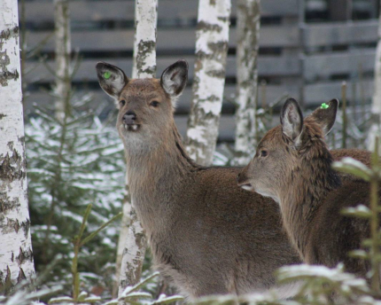 "МЫ Дома - в Зеркальном лесу" — фото
