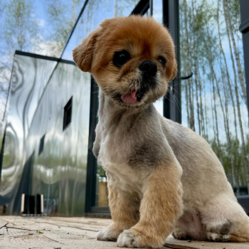 Стандартный дом с 2 спальнями, беседкой, мангалом, баней и купелью – до 6 человек — фото 8