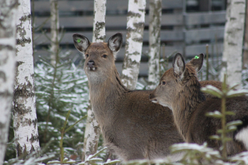 Стандартный дом с 2 спальнями, беседкой, мангалом, баней и купелью – до 6 человек — фото 11