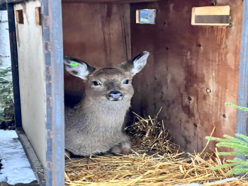 Дом у бассейна с 2 спальнями, беседкой, мангалом, баней и купелью – до 6 человек — фото 12