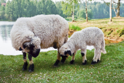 Ферма — фото 1