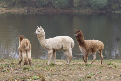 Ферма — фото 2