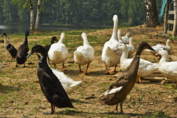 Ферма — фото 3