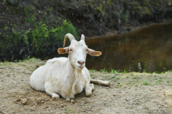 Ферма — фото 5