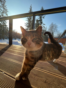 Лампи — фото 6