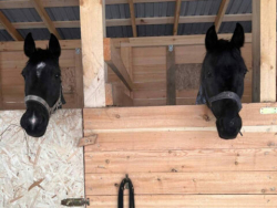 Конные прогулки — фото 1