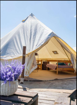 Сосна — фото 1