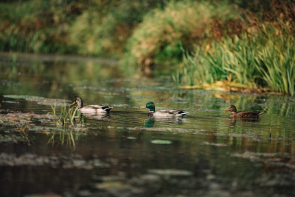 Московская область