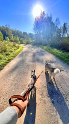 Собачий питомник — фото 1