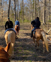 Конные прогулки — фото 1