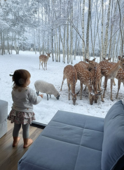 Березовый домик — фото 8