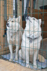 Собачий питомник — фото 1