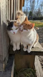 Ферма — фото 4