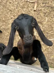 Ферма — фото 5