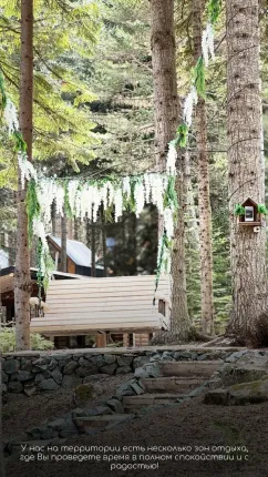 Пихта-парк — фото